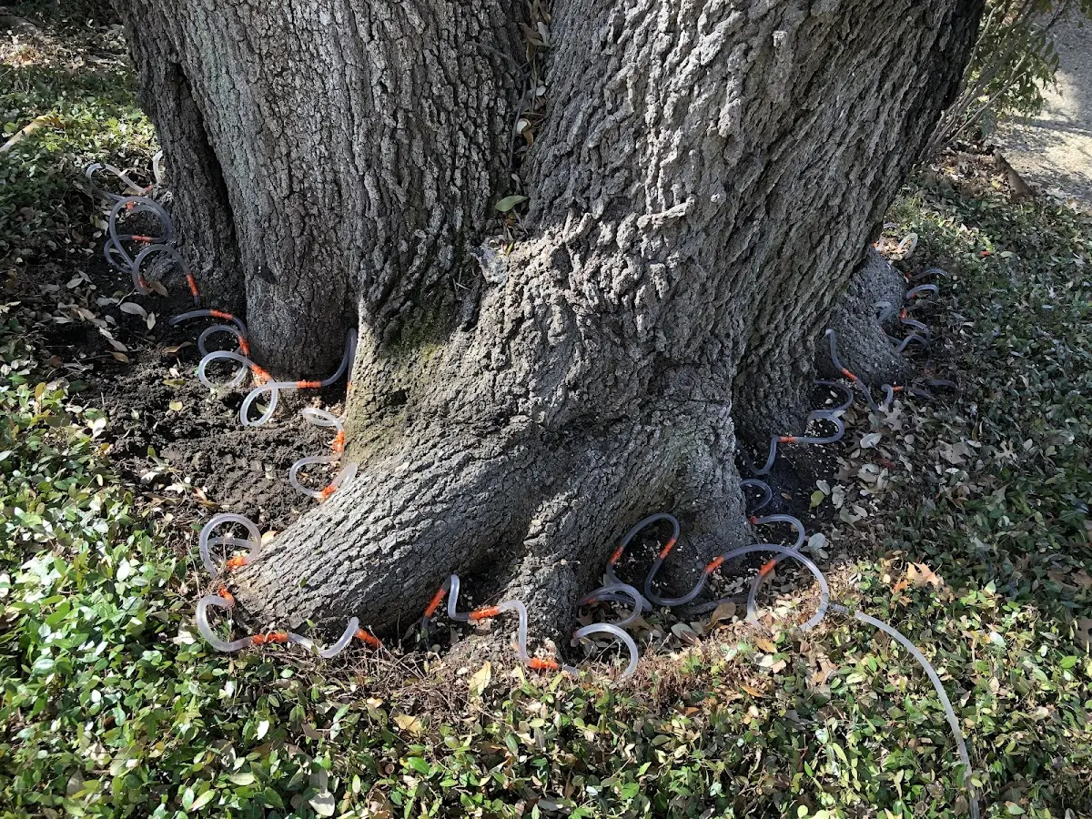 Detailed Tree Cabling and Bracing job site in O Kean