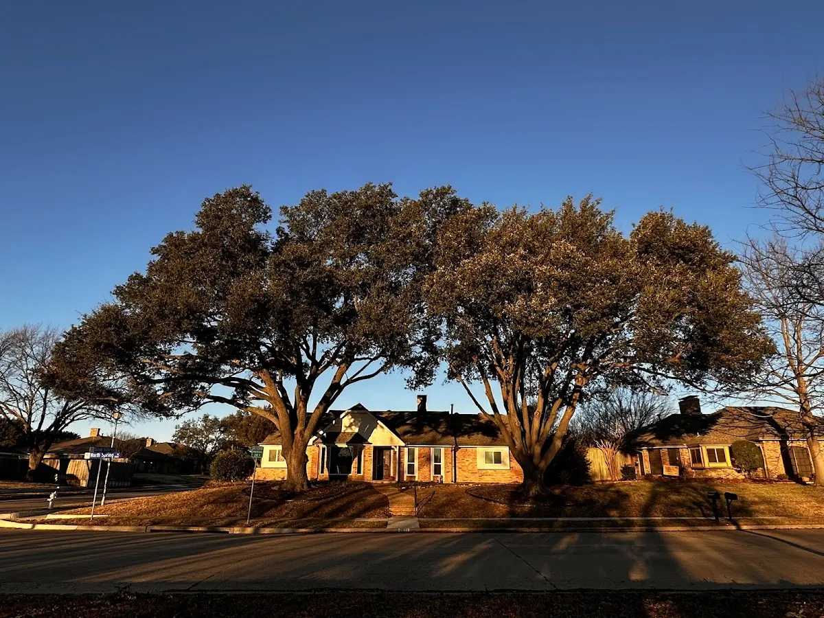 Established residential canopy tree shading a home in O Kean